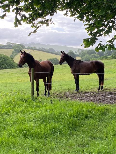 Photo of 2 potential event horses