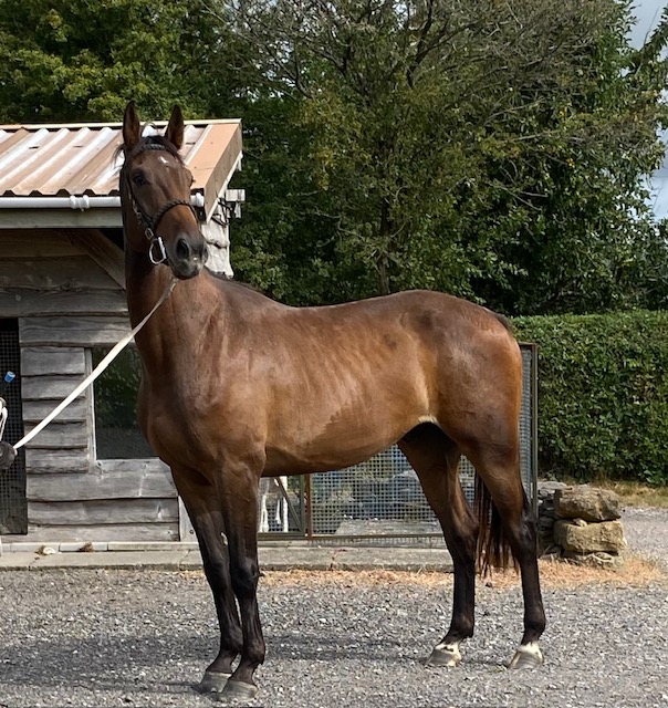 Photo of an event horse