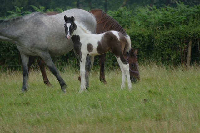 Photo of a grey horse with her foal