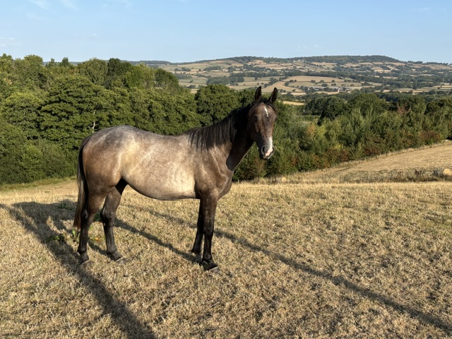 Photo of a potential event horse