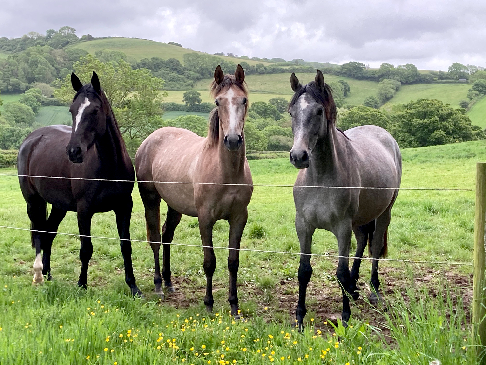 Youngsters bred by Eric and Sue Smiley