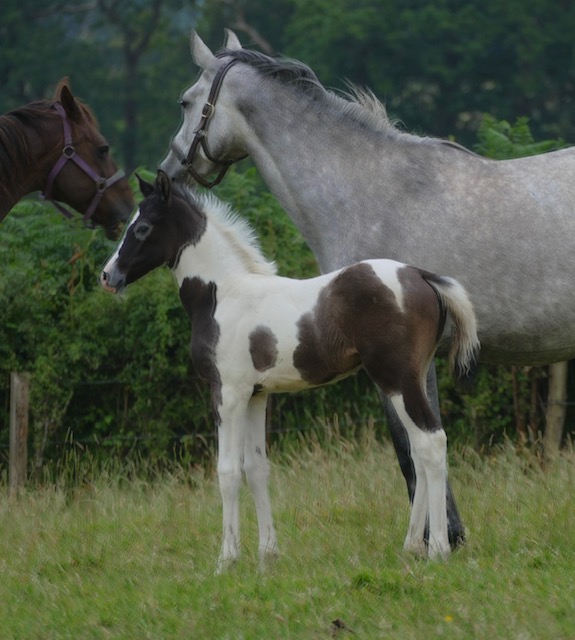 Photo of a grey horse with her foal
