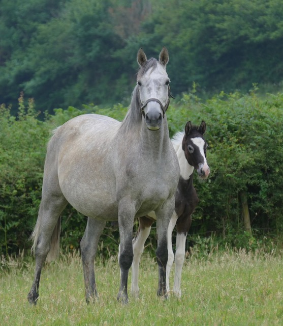 Photo of a grey horse with her foal