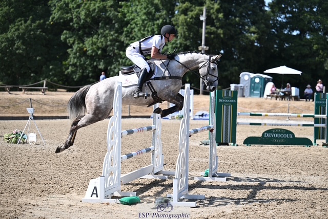 Grey horse jumping a show jump