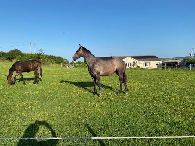 Photo of a potential event horse