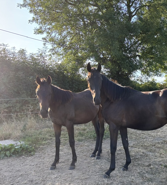 Photo of 2 potential event horses