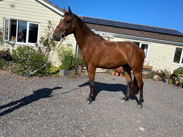 Photo of a young potential event horse