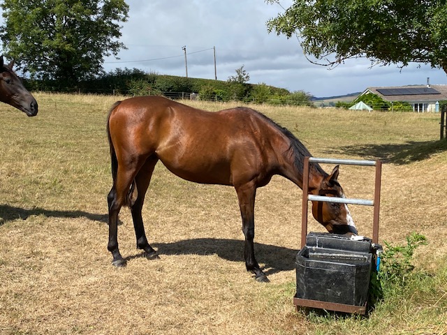 Photo of a potential event horse