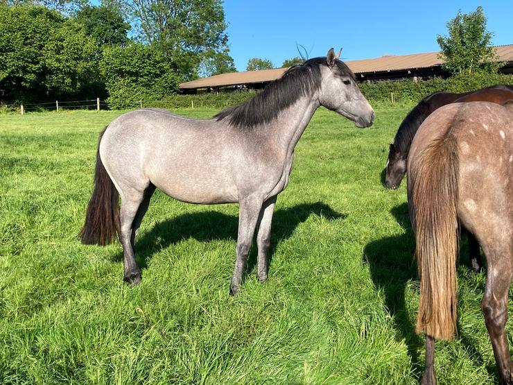 Grey filly Mosterton by Cevin Z (AES/AWR) out of Georgia  (Half sister to Mr. Chunky World Equestrian Games Silver medalist 2018) by Royal Georgetown
